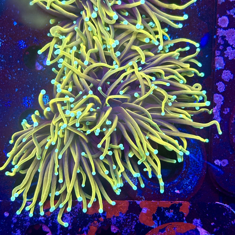 Y1-09-M11 || 2 Head Hellfire Torch WYSIWYG