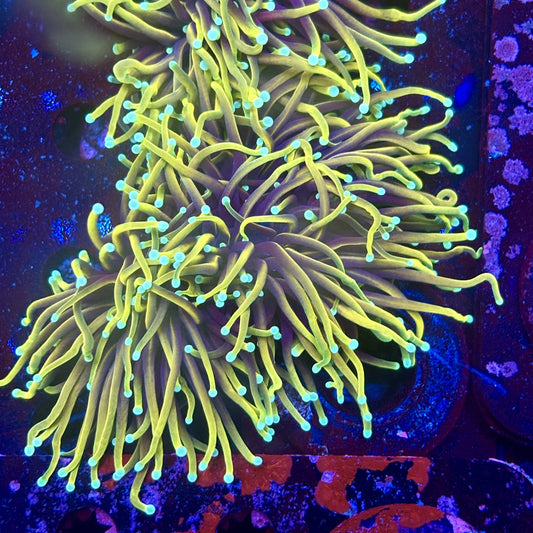 Y1-09-M11 || 2 Head Hellfire Torch WYSIWYG