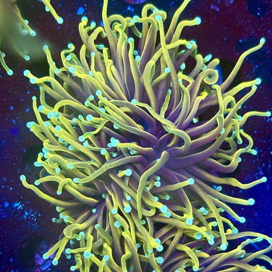 Y1-10-M11 || 2 Head Hellfire Torch WYSIWYG