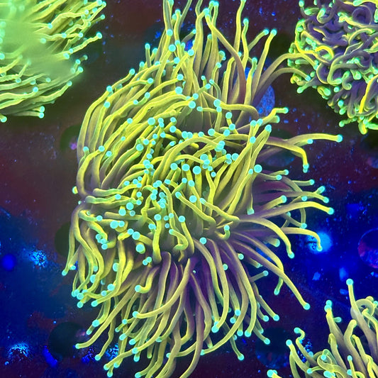 Y1-13-M11 || 2 Head Hellfire Torch WYSIWYG