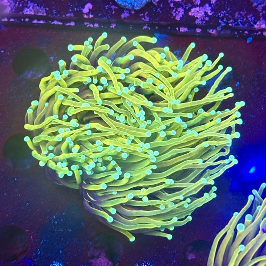 Y1-14-M11 || 2 Head Hellfire Torch WYSIWYG