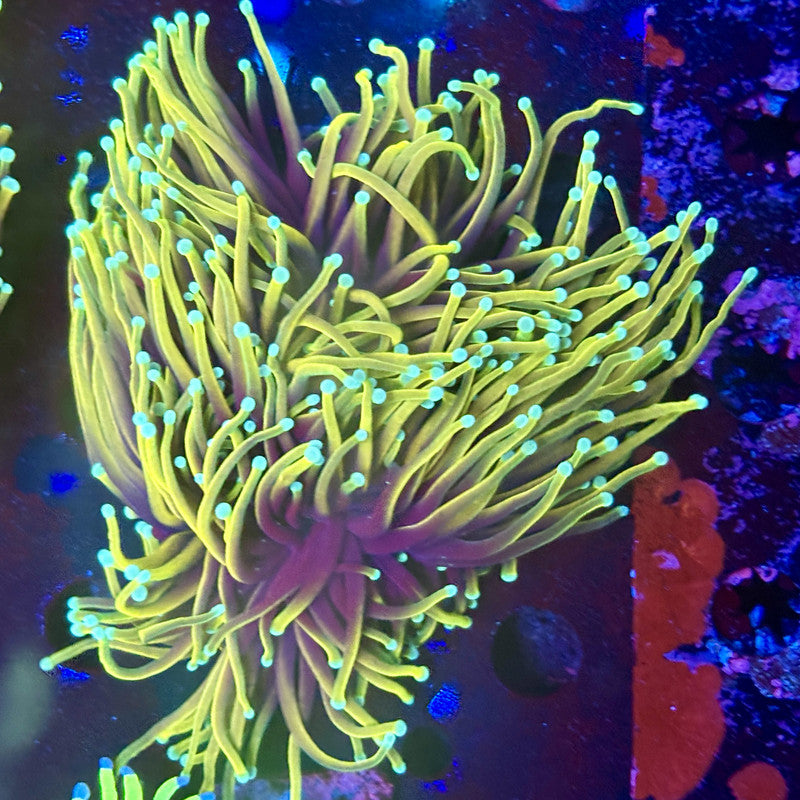 Y1-16-M11 || 2 Head Hellfire Torch WYSIWYG