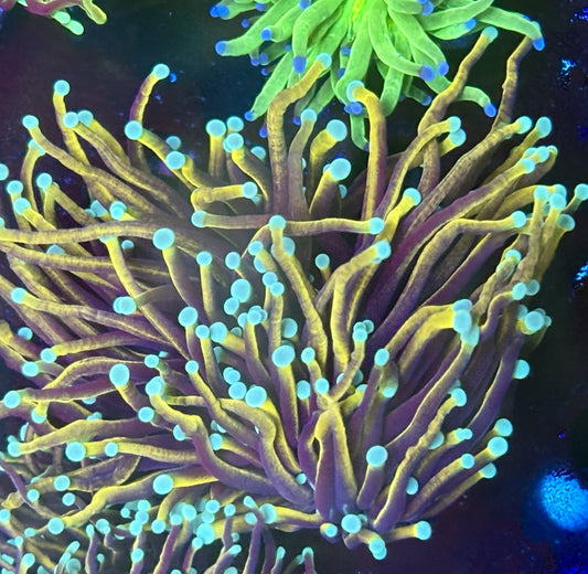 Y1-17-M11 || 2 Head Jester Torch WYSIWYG