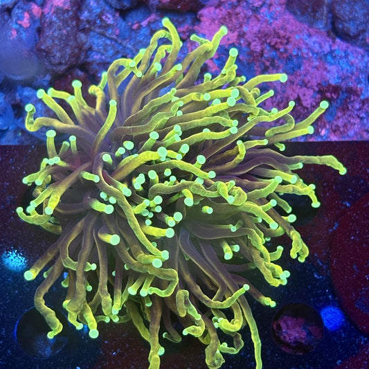 Y1-18-M11 || 2 Head Hellfire Torch WYSIWYG