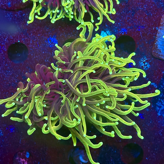 Y1-19-M11 || 2 Head Hellfire Torch WYSIWYG