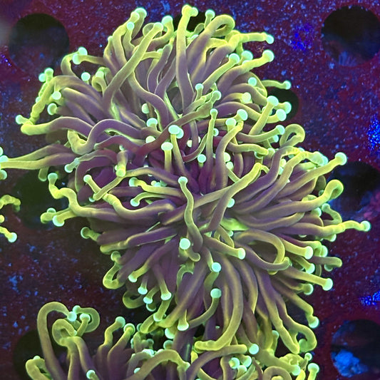 Y1-20-M11 || 2 Head Hellfire Torch WYSIWYG