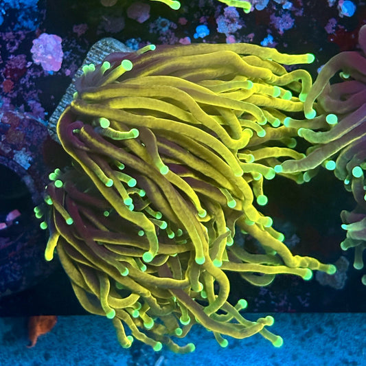 W3-01-M03 || 2 Head Hellfire Torch WYSIWYG