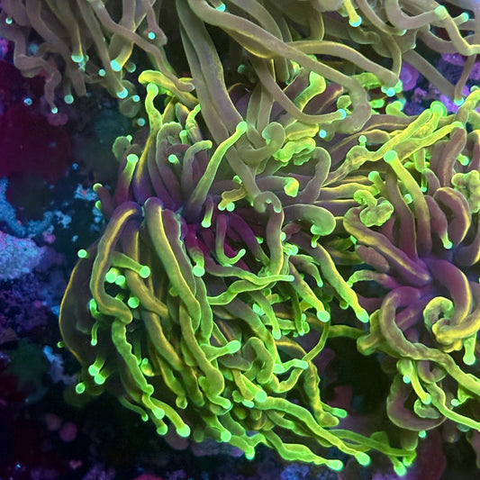 W3-03-M03 || 2 Head dragon Fire Torch WYSIWYG