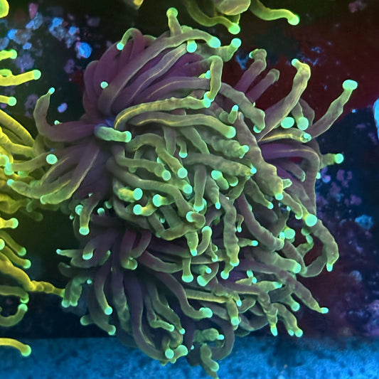 W3-05-M03 || 2 Head Dragon Soul Torch WYSIWYG