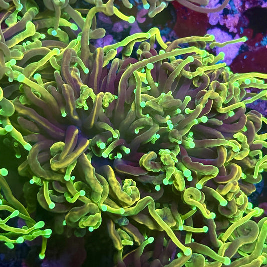 W3-07-M03 || 2 Head Dragon Fire Torch WYSIWYG