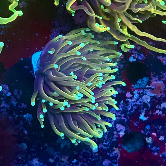 W3-09-M03 || 1 Head Hellfire Torch WYSIWYG