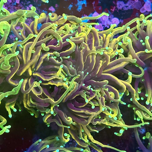 W3-10-M03 || 2 Head Dragon Fire Torch WYSIWYG