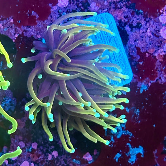 W3-11-M03 || 1 Head Hellfire Torch WYSIWYG