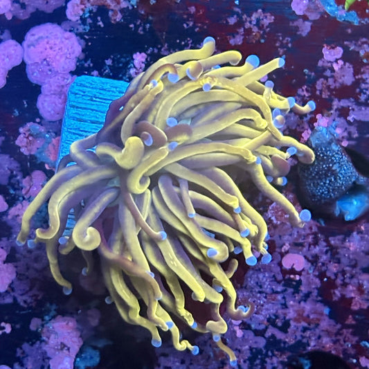 W3-12-M03 || 1 Head 24K Indo Gold Torch WYSIWYG