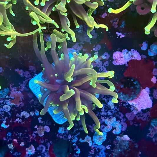 W3-13-M03 || 1 Head Dragon Fire Torch WYSIWYG