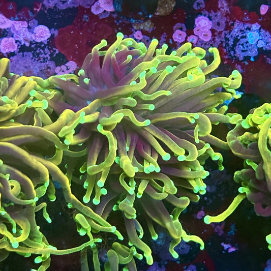 W3-14-M03 || 2 Head Dragon Soul Torch WYSIWYG