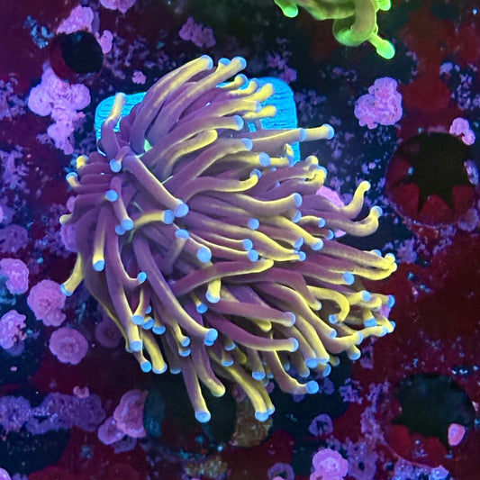 W3-15-M03 || 1 Head 24K Indo Gold Torch WYSIWYG