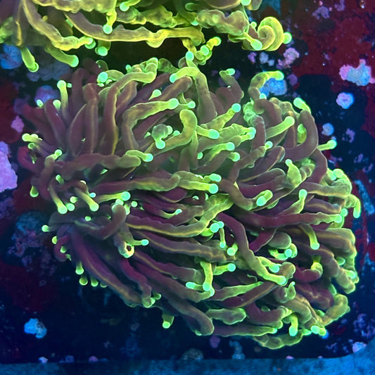 W3-17-M03 || 2 Head Dragon Soul Torch WYSIWYG