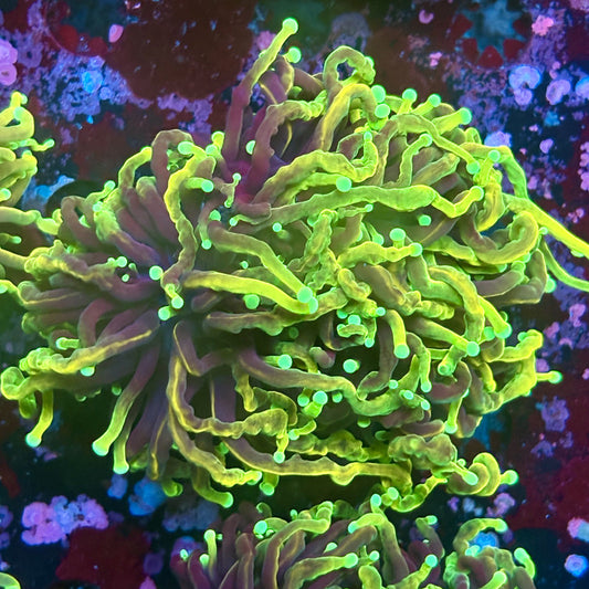 W3-18-M03 || 2 Head Dragon Soul Torch WYSIWYG