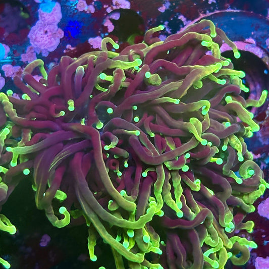 W3-20-M03 || 2 Head Dragon Soul Torch WYSIWYG