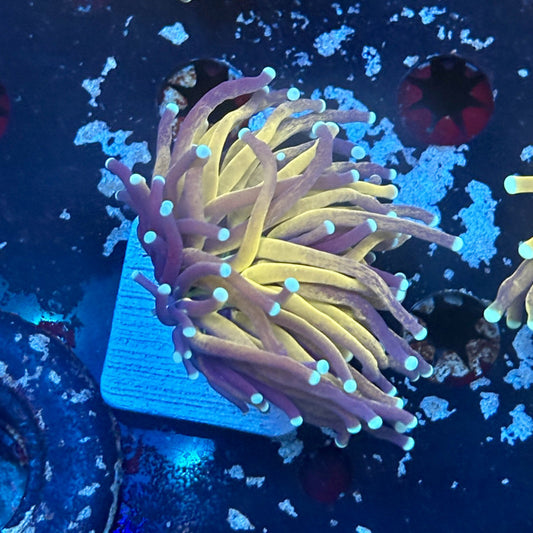 F2-01-M03 || 1 Head Tiger Torch WYSIWYG