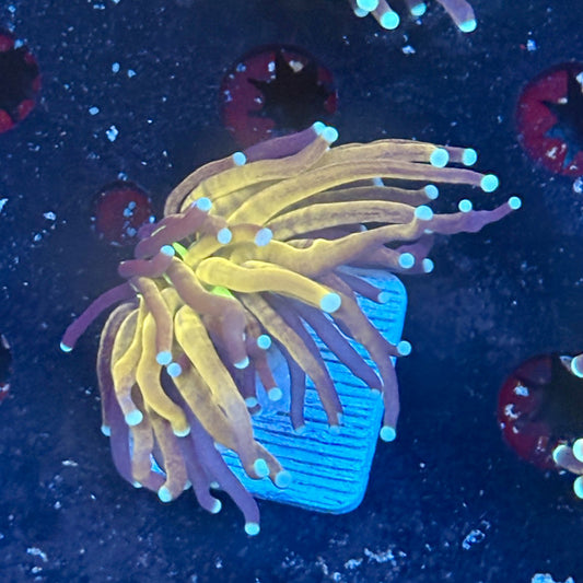 F2-03-M03 || 1 Head Tiger Torch WYSIWYG