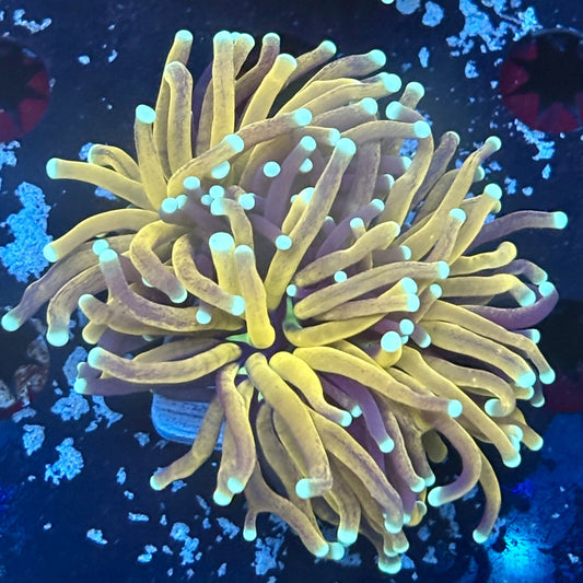 F2-05-M03 || 2 Head Tiger Torch WYSIWYG