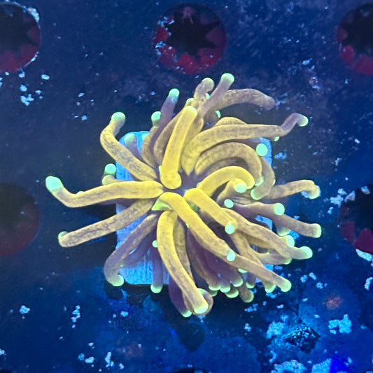 F2-09-M03 || 1 Head Tiger Torch WYSIWYG