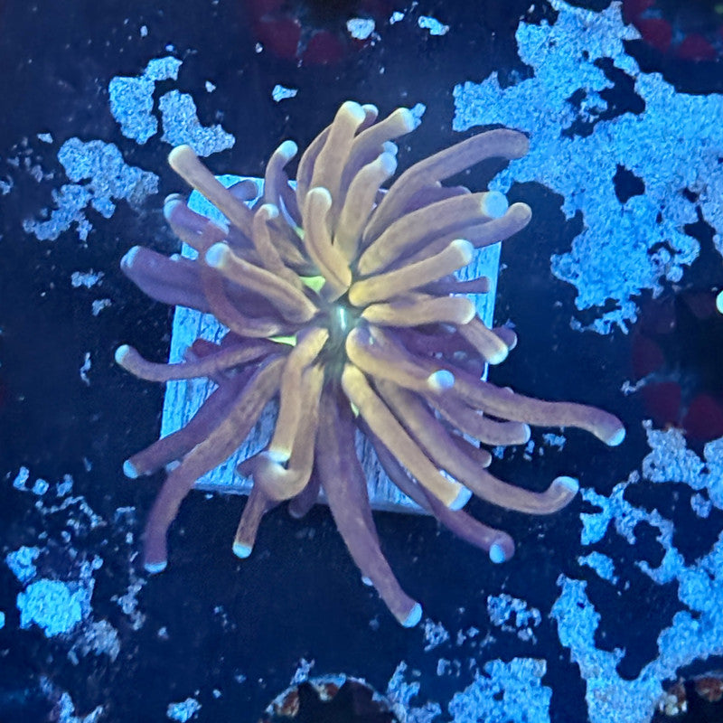 F2-11-M03 || 1 Head Tiger Torch WYSIWYG