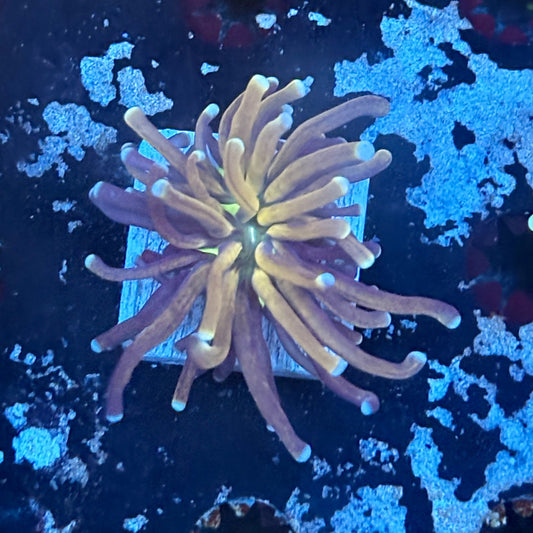 F2-11-M03 || 1 Head Tiger Torch WYSIWYG