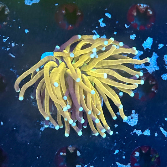 F2-12-M03 || 1 Head Tiger Torch WYSIWYG