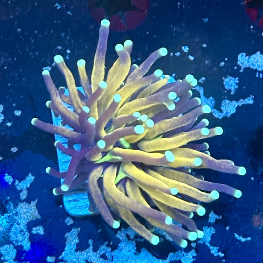 F2-13-M03 || 1 Head Tiger Torch WYSIWYG