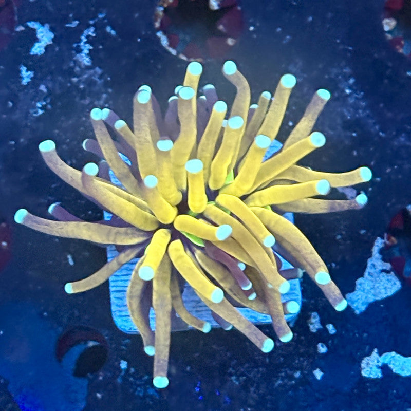 F2-14-M03 || 1 Head Tiger Torch WYSIWYG