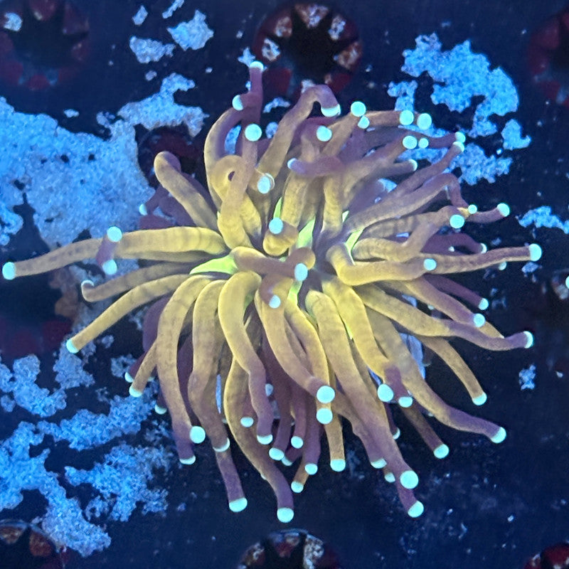 F2-15-M03 || 1 Head Tiger Torch WYSIWYG