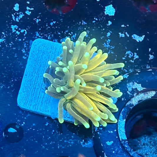 F2-17-M03 || 1 Head Tiger Torch WYSIWYG