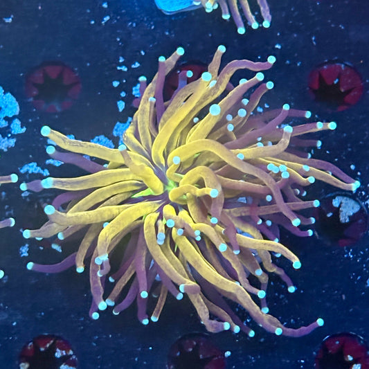 F2-19-M03 || 1 Head Tiger Torch WYSIWYG