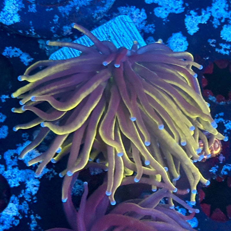 A5-01-M03 || 1 Head 24K Indo Gold Torch WYSIWYG