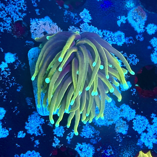 A5-02-M03 || 1 Head Dragon Fire Torch WYSIWYG