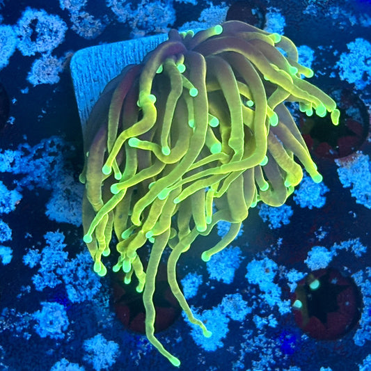 A5-03-M03 || 1 Head Dragon Fore Torch WYSIWYG