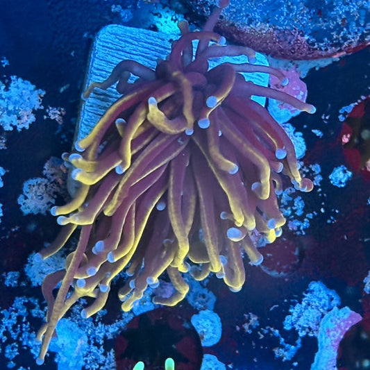 A5-04-M03 || 1 Head 24K Indo Gold Torch WYSIWYG