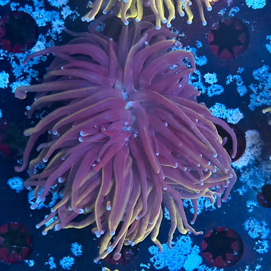 A5-05-M03 || 2 Head 24K Indo Gold Torch WYSIWYG