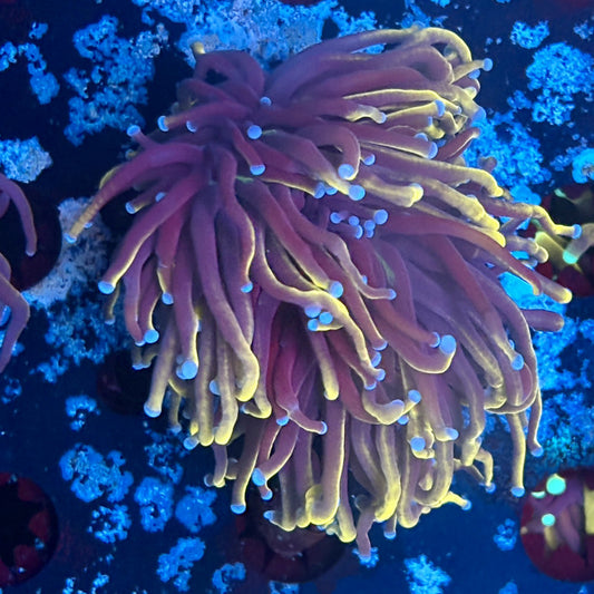 A5-06-M03 || 2 Head 24K Indo Gold Torch WYSIWYG