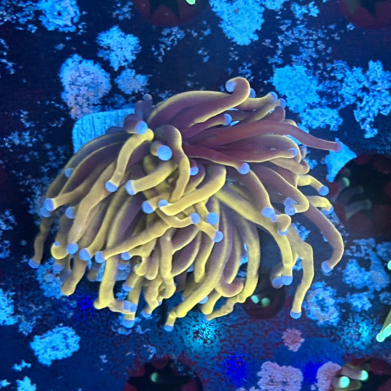 A5-07-M03 || 1 Head 24K Indo Gold Torch WYSIWYG