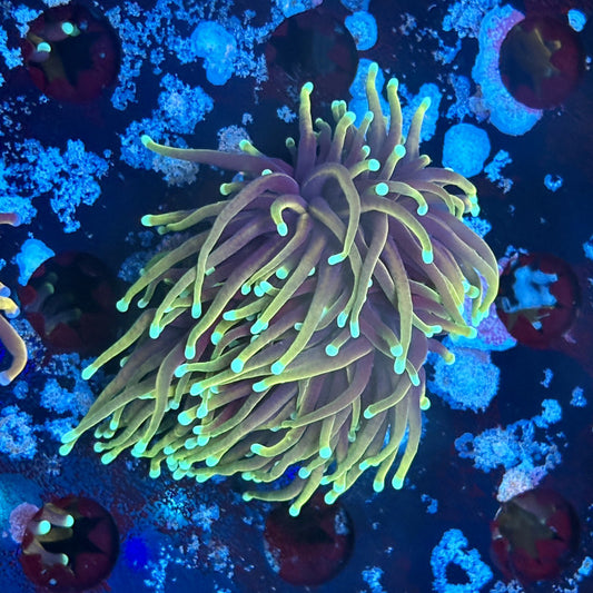 A5-08-M03 || 2 Head Hellfire Torch WYSIWYG