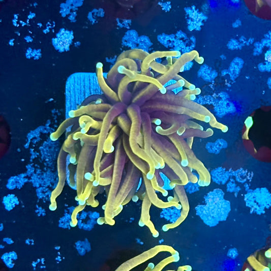 A5-10-M03 || 1 Head 24K Indo Gold Torch WYSIWYG