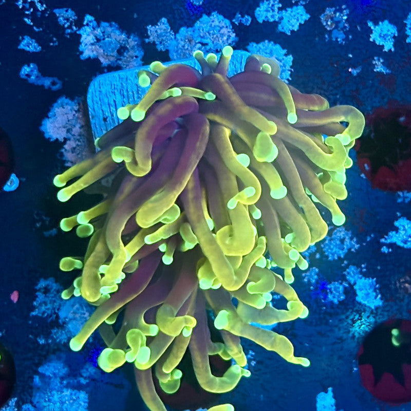 A5-11-M03 || 2 Head Dragon Fire Torch WYSIWYG