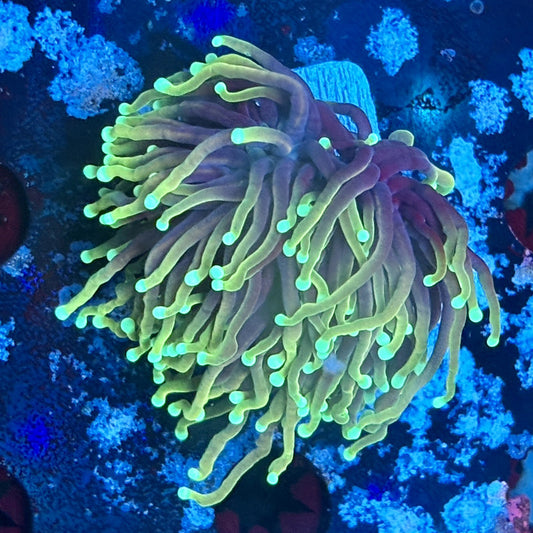 A5-12-M03 || 1 Head Hellfire Torch WYSIWYG