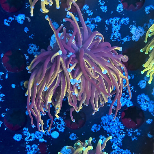 A5-13-M03 || 1 Head 24K Indo Gold Torch WYSIWYG