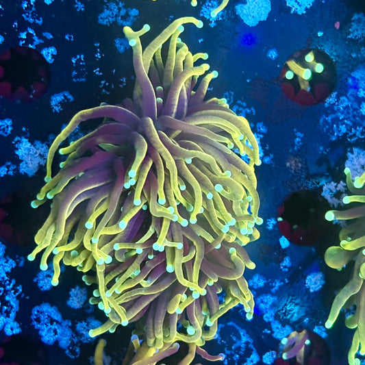 A5-14-M03 || 2 Head Hellfire Torch WYSIWYG