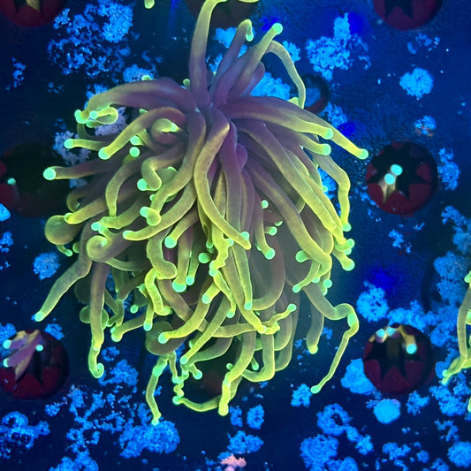 A5-15-M03 || 1 Head Dragon Fire Torch WYSIWYG